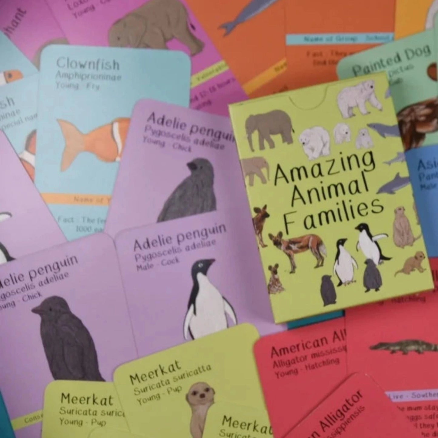 Amazing Animal Families Flash Cards
