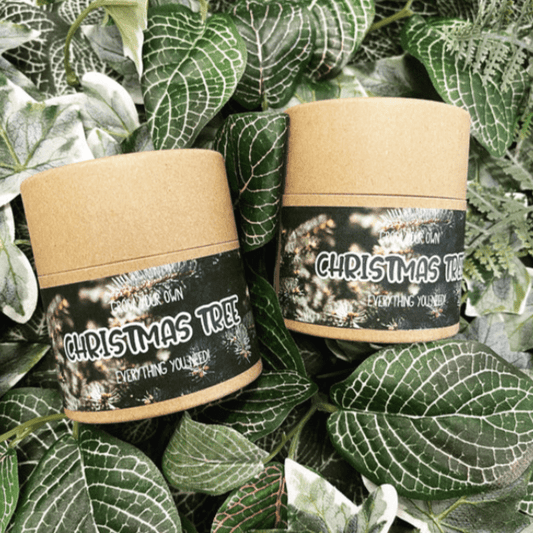 Arthur & Luna - Grow Your Own Christmas Tree