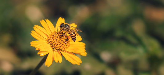 20 Fascinating Facts about Bees 🐝