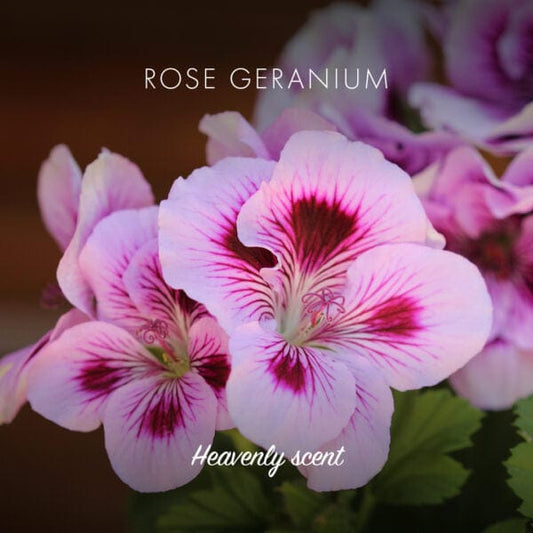 Handmade Natural Soap - Rose Geranium - www.thecotswoldecocompany.co.uk