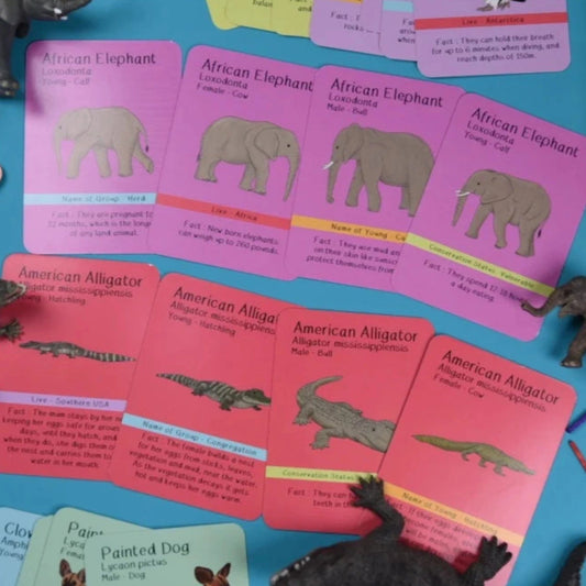 Amazing Animal Families Flash Cards