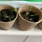 Plantable Seeded Eco-Friendly Card - Seed Pots